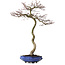 Acer palmatum, 75 cm, ± 20 years old, with a nebari of 12 cm