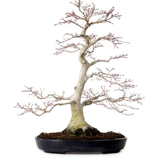 Acer palmatum, 51 cm, ± 25 ans