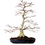 Acer palmatum, 51 cm, ± 25 Jahre alt, mit einem Wurzelhals von 15 cm