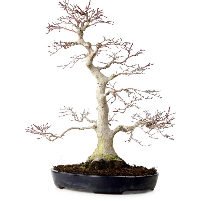 Acer palmatum, 51 cm, ± 25 jaar oud, met een nebari van 15 cm