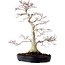 Acer palmatum, 51 cm, ± 25 años, con un nebari de 15 cm