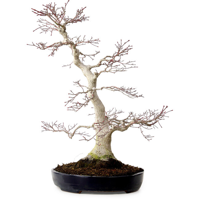 Acer palmatum, 51 cm, ± 25 anni, con nebari di 15 cm