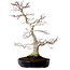 Acer palmatum, 51 cm, ± 25 years old, with a nebari of 15 cm