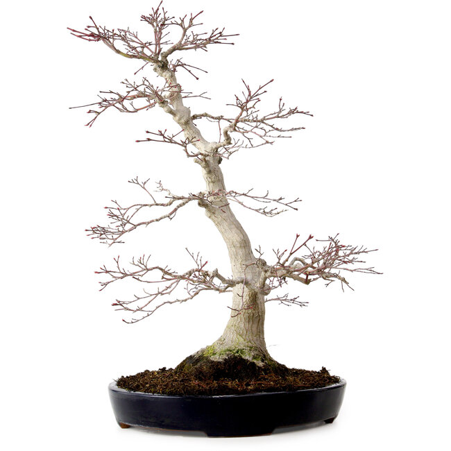 Acer palmatum, 51 cm, ± 25 Jahre alt, mit einem Wurzelhals von 15 cm