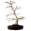 Acer palmatum, 51 cm, ± 25 anni, con nebari di 15 cm