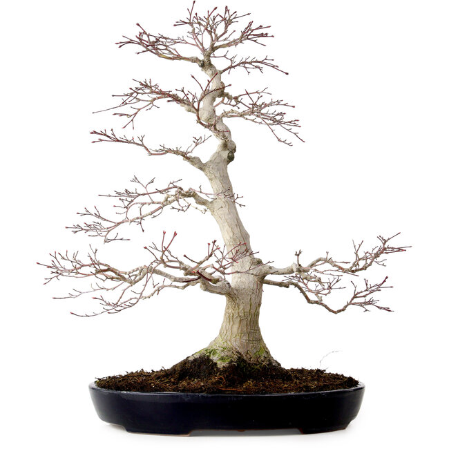 Acer palmatum, 51 cm, ± 25 Jahre alt, mit einem Wurzelhals von 15 cm