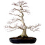 Acer palmatum, 51 cm, ± 25 años, con un nebari de 15 cm