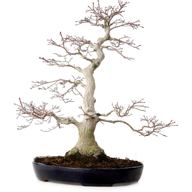 Acer palmatum, 51 cm, ± 25 anni, con nebari di 15 cm