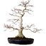 Acer palmatum, 51 cm, ± 25 jaar oud, met een nebari van 15 cm