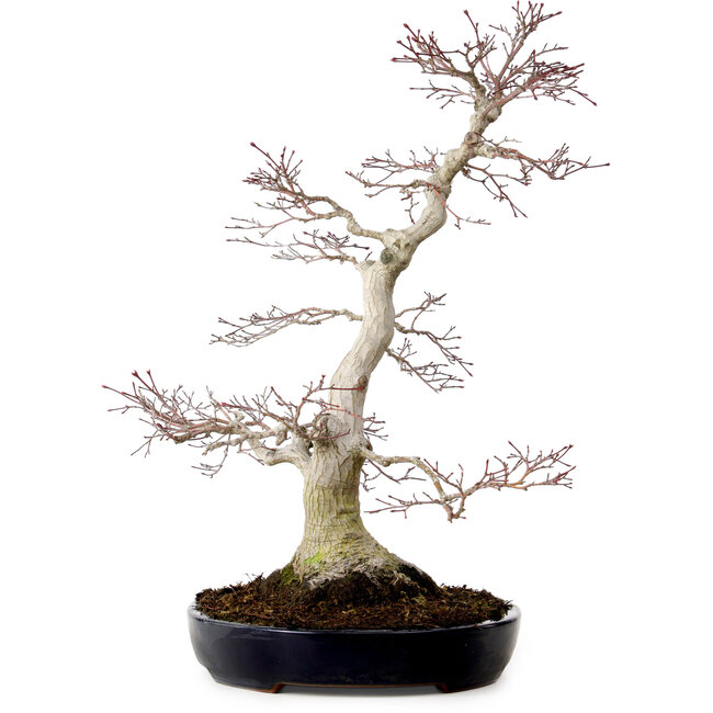 Acer palmatum, 51 cm, ± 25 ans, avec un nebari de 15 cm