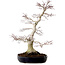 Acer palmatum, 51 cm, ± 25 años, con un nebari de 15 cm
