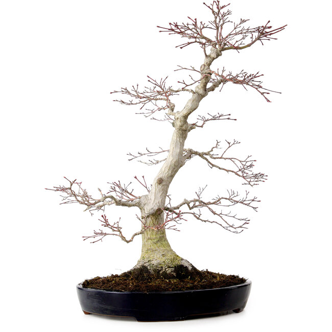 Acer palmatum, 51 cm, ± 25 años, con un nebari de 15 cm