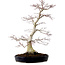 Acer palmatum, 51 cm, ± 25 years old, with a nebari of 15 cm