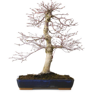 Acer palmatum deshojo, 40 cm, ± 15 Jahre alt