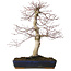 Acer palmatum deshojo, 40 cm, ± 15 Jahre alt, mit einem Wurzelhals von 11 cm