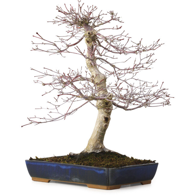 Acer palmatum deshojo, 40 cm, ± 15 años, con un nebari de 11 cm