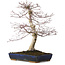 Acer palmatum deshojo, 40 cm, ± 15 anni, con nebari di 11 cm