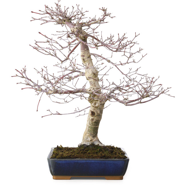 Acer palmatum deshojo, 40 cm, ± 15 Jahre alt, mit einem Wurzelhals von 11 cm