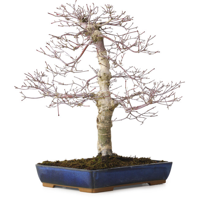 Acer palmatum deshojo, 40 cm, ± 15 Jahre alt, mit einem Wurzelhals von 11 cm