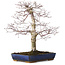 Acer palmatum deshojo, 40 cm, ± 15 Jahre alt, mit einem Wurzelhals von 11 cm