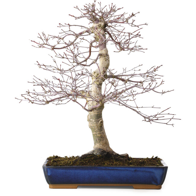 Acer palmatum deshojo, 40 cm, ± 15 years old, with a nebari of 11 cm