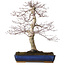 Acer palmatum deshojo, 40 cm, ± 15 Jahre alt, mit einem Wurzelhals von 11 cm