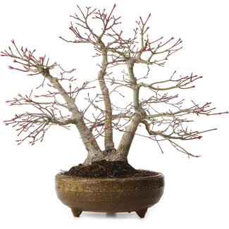 Acer palmatum, 26 cm, ± 20 ans