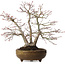 Acer palmatum, 26 cm, ± 20 anni, con nebari di 9 cm