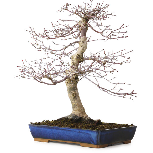 Acer palmatum deshojo, 40 cm, ± 15 años, con un nebari de 11 cm