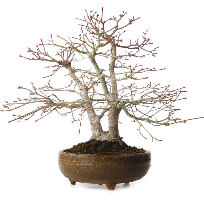 Acer palmatum, 26 cm, ± 20 años, con un nebari de 9 cm