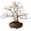 Acer palmatum, 26 cm, ca. 20 Jahre alt, mit einem Wurzelhals von 9 cm