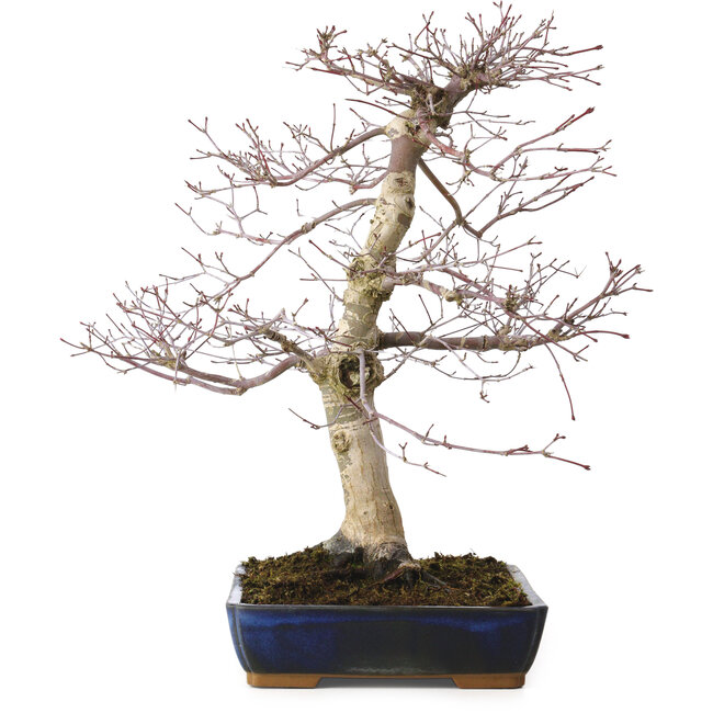 Acer palmatum deshojo, 40 cm, ± 15 anni, con nebari di 11 cm