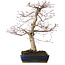 Acer palmatum deshojo, 40 cm, ± 15 jaar oud, met een nebari van 11 cm