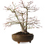 Acer palmatum, 26 cm, ± 20 jaar oud, met een nebari van 9 cm