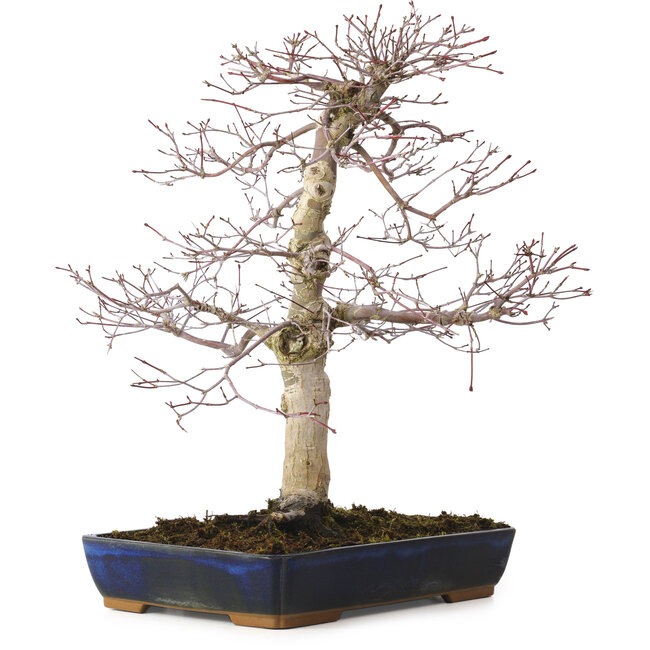 Acer palmatum deshojo, 40 cm, ± 15 años, con un nebari de 11 cm