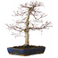 Acer palmatum deshojo, 40 cm, ± 15 ans, avec un nebari de 11 cm