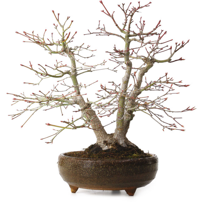 Acer palmatum, 26 cm, ± 20 jaar oud, met een nebari van 9 cm