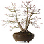 Acer palmatum, 26 cm, ± 20 anni, con nebari di 9 cm