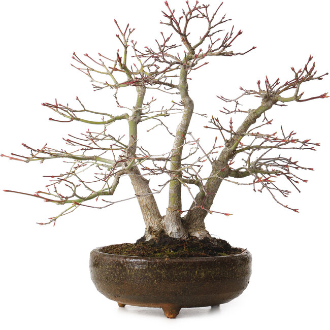 Acer palmatum, 26 cm, ± 20 jaar oud, met een nebari van 9 cm