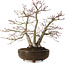 Acer palmatum, 26 cm, ± 20 years old, with a nebari of 9 cm