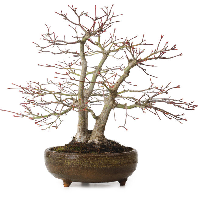 Acer palmatum, 26 cm, ± 20 años, con un nebari de 9 cm
