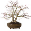 Acer palmatum, 26 cm, ca. 20 Jahre alt, mit einem Wurzelhals von 9 cm