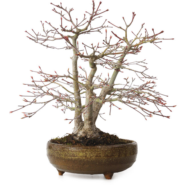 Acer palmatum, 26 cm, ± 20 jaar oud, met een nebari van 9 cm