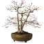 Acer palmatum, 26 cm, ± 20 años, con un nebari de 9 cm