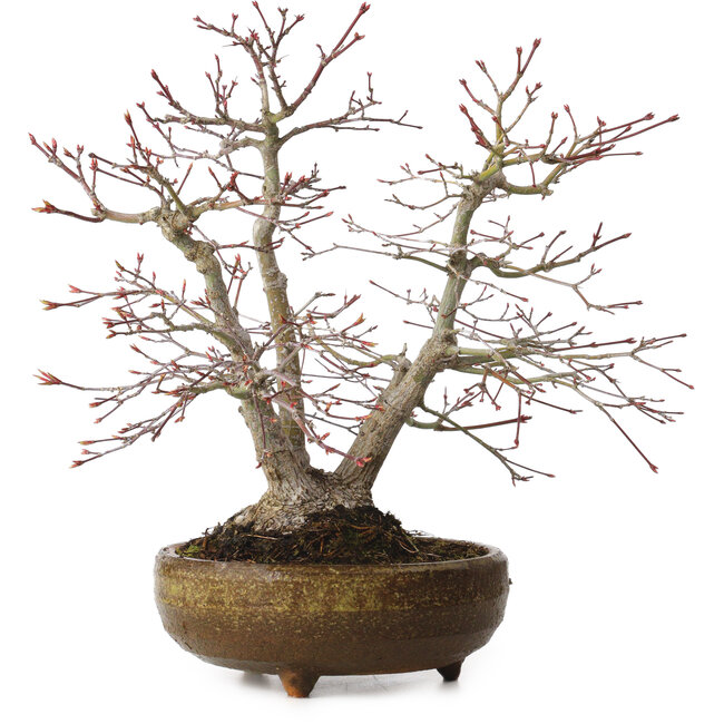 Acer palmatum, 26 cm, ± 20 anni, con nebari di 9 cm