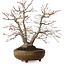 Acer palmatum, 26 cm, ca. 20 Jahre alt, mit einem Wurzelhals von 9 cm
