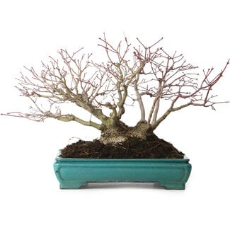 Acero palmato, 25 cm, circa 30 anni