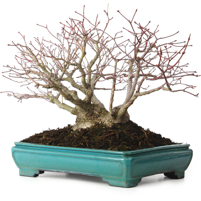 Acer palmatum, 25 cm, ca. 30 Jahre alt, mit einem Wurzelhals von 15 cm