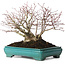 Acer palmatum, 25 cm, ± 30 anni, con nebari di 15 cm