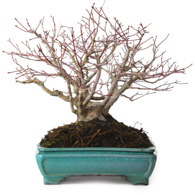 Acer palmatum, 25 cm, ± 30 anni, con nebari di 15 cm